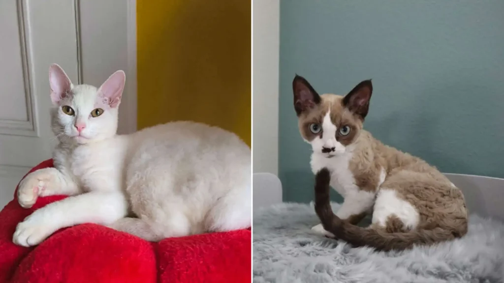 A Cornish Rex and a Devon Rex cat, both showcasing their unique curly coats, large ears, and playful personalities.