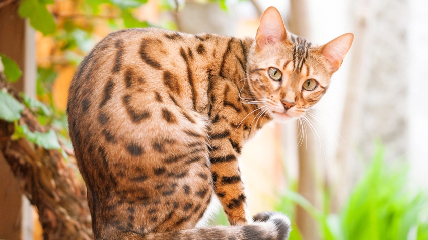 A stunning Bengal cat with a striking coat pattern resembling a leopard’s spots, showcasing its wild, exotic appearance.