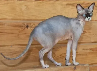 A Sphynx cat with smooth, wrinkled skin and large, expressive ears, showcasing its unique, hairless appearance.