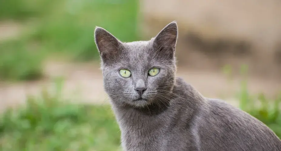 A sleek Russian Blue cat with a shimmering silver-blue coat and vibrant green eyes, showcasing its elegant and graceful appearance.